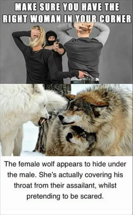 수컷의 목덜미를 보호하는 암컷 늑대_1.png