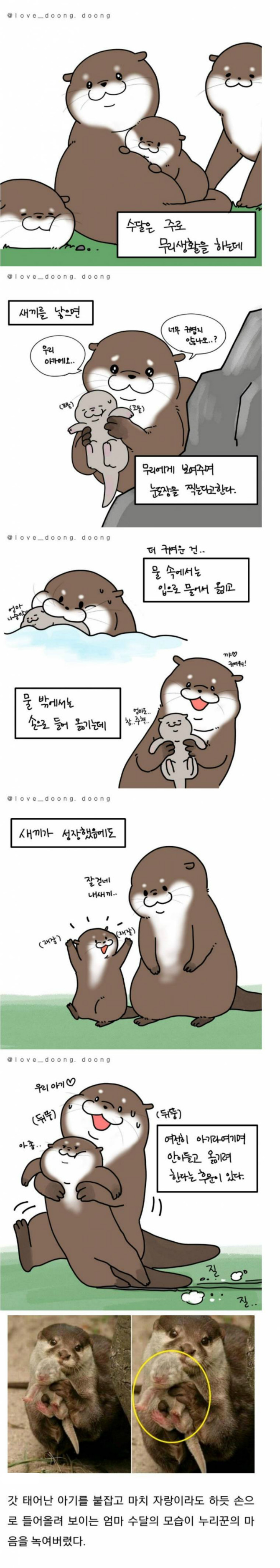 아기 수달 자랑하는 엄마 수달_1.jpg