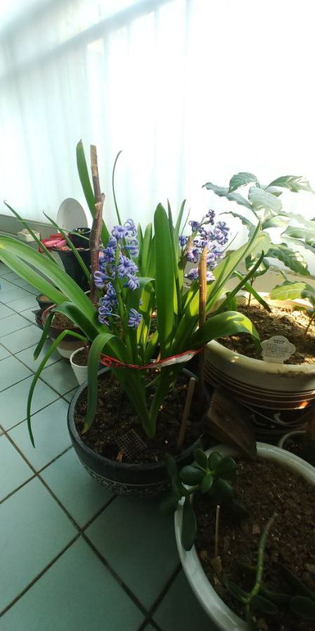 저 꽃이 핀 식물은 뭡니까?_1.jpg