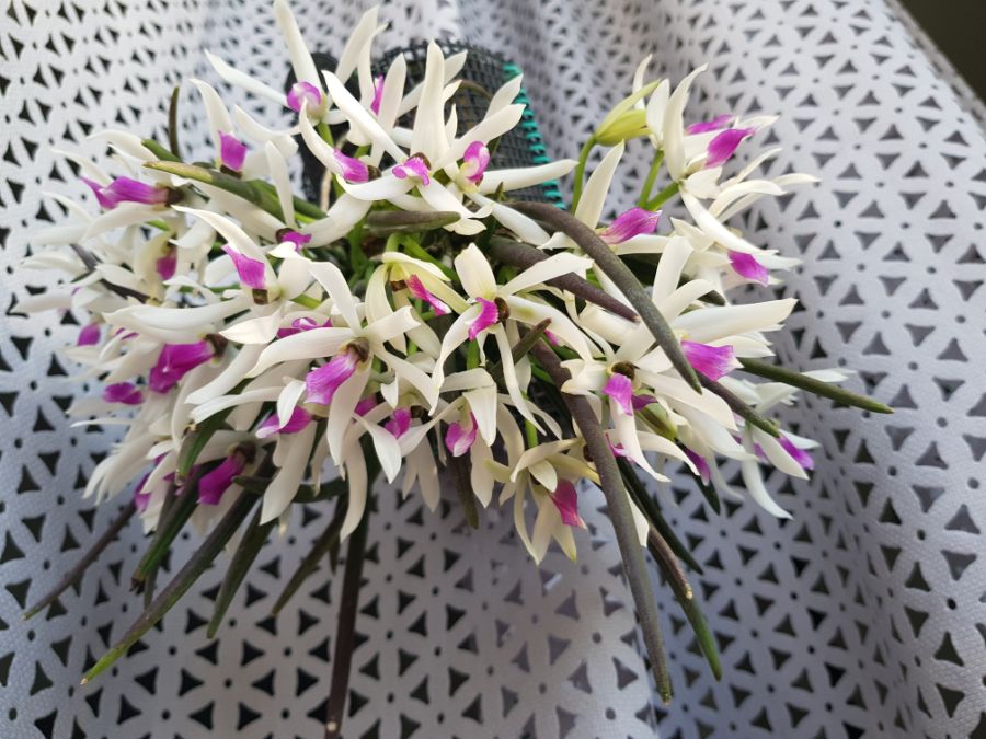 렙토테스 비콜로르 (바이컬러)_1.jpg