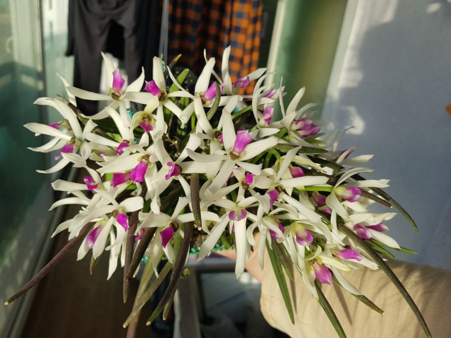 렙토테스 비콜로르 (바이컬러)_2.jpg