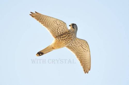 새는 날아가면서 뒤를 돌아보지 않는다.jpg_2.png