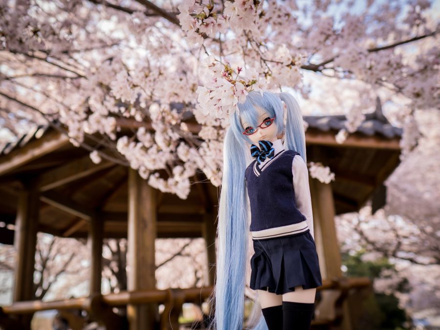 올해 벚꽃 사진_2.jpg