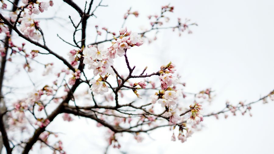 봄이잖아요 꽃보고 가여~ [군포/유니스의 정원]_4.jpg