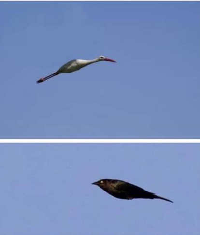 망해버린 새 사진.jpg_2.jpg