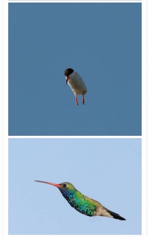 망해버린 새 사진.jpg_4.jpg