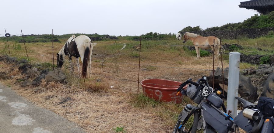 (초스압) 2019년 5월 고통과 치유의 제주도 자전거 캠핑_58.jpg