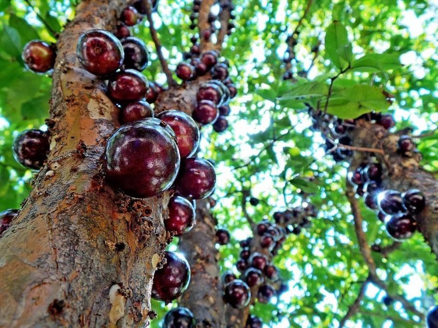 Jabuticaba 5.jpg