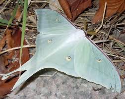 군대썰중 듣고 가장 적응 안되는거(혐주의)_2.jpg