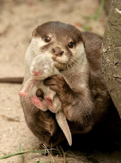 일본 생태계를 박살낸 한국 동물_3.jpg