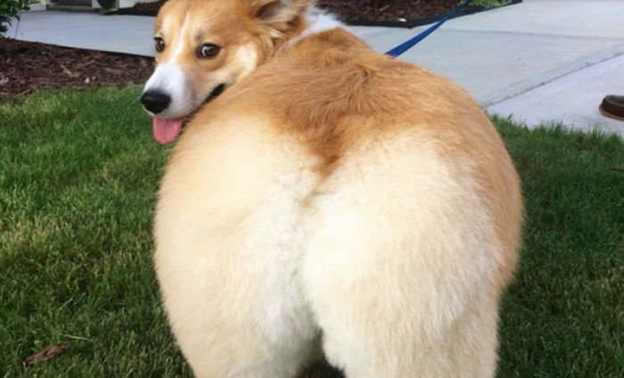 귀여운 엉덩이들이나 보고 가라._4.jpg