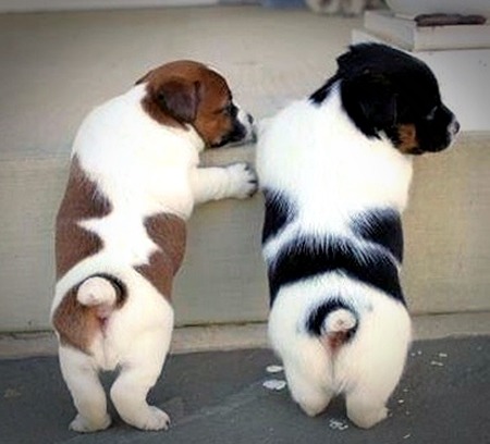 귀여운 엉덩이들이나 보고 가라._1.jpg