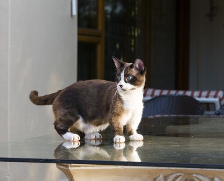 munchkin-cat-relaxing-in-the-garden-johannesburg-667587109-57d9bb0f5f9b5865168d616a.jpg