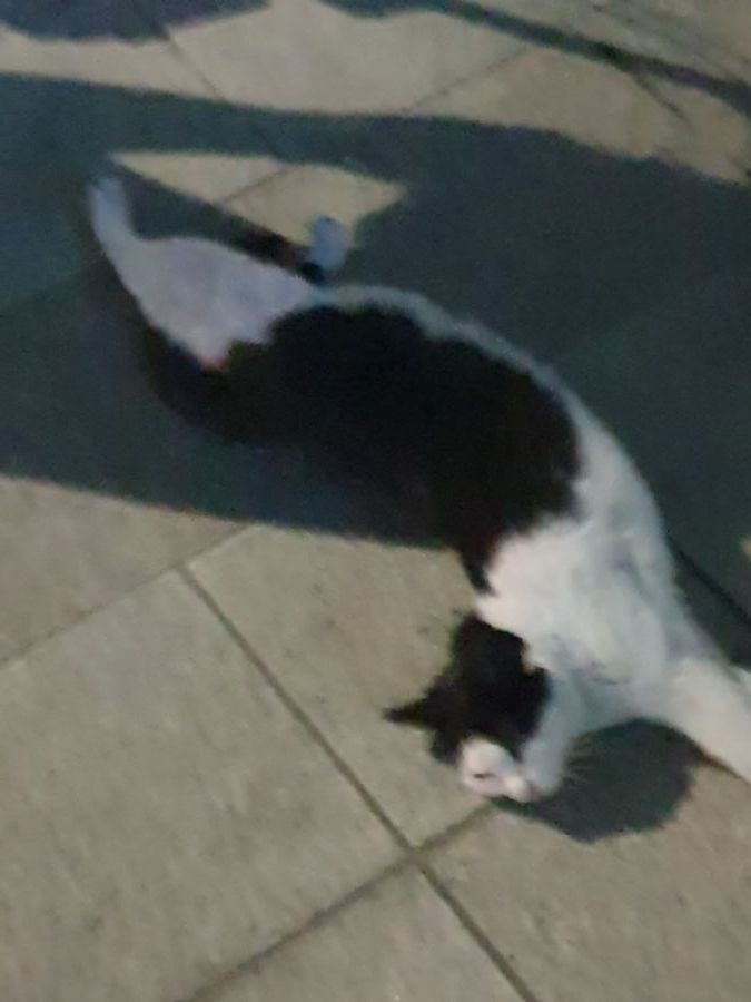 유게이족? 싸이족?_2.jpg