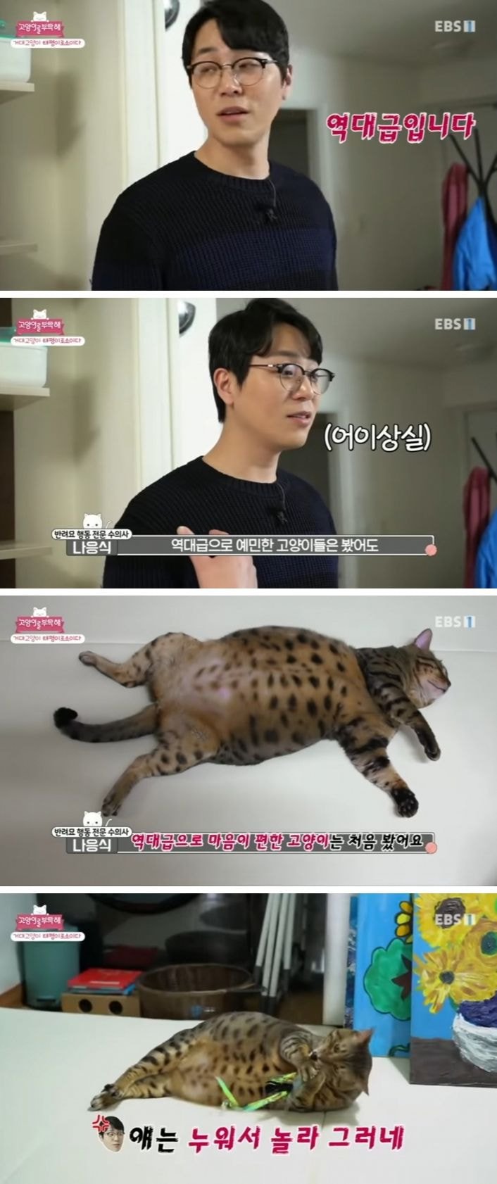 고양이를 부탁해의 역대급 뚱냥이_2.jpg