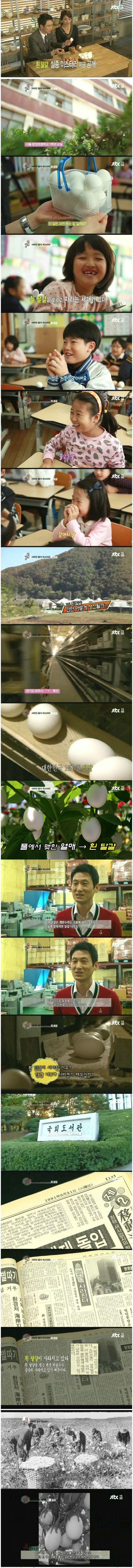 흰 달걀의 비밀_1.jpeg