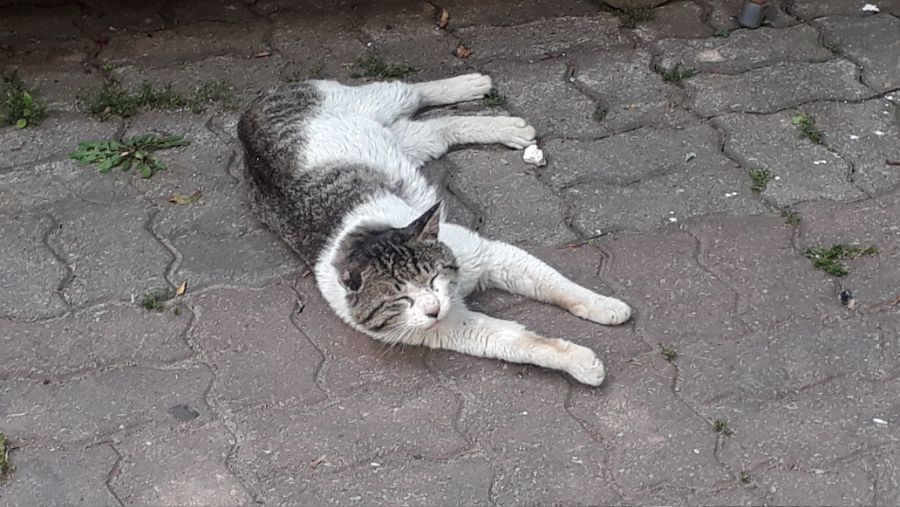 오묘한 고양이의 세계.PNG_3.jpg