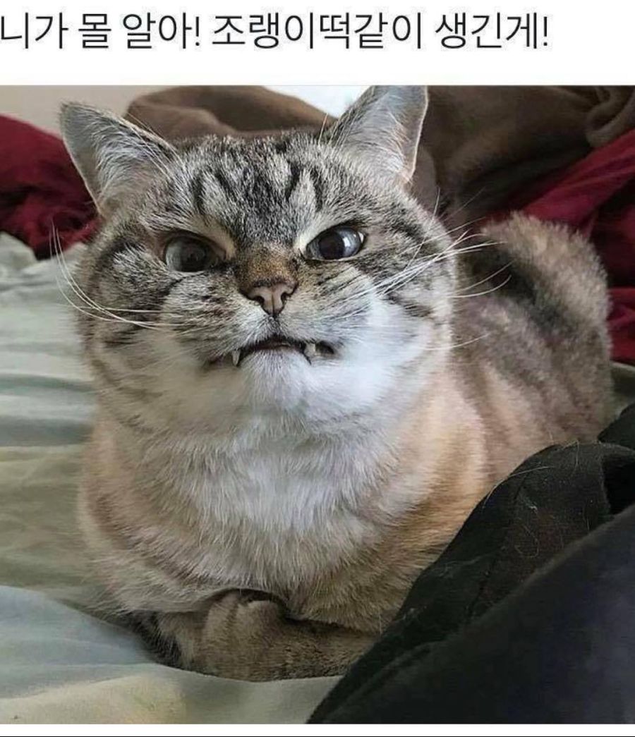 오묘한 고양이의 세계.PNG_5.png