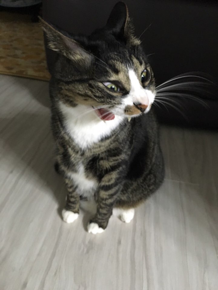 오묘한 고양이의 세계.PNG_7.jpg