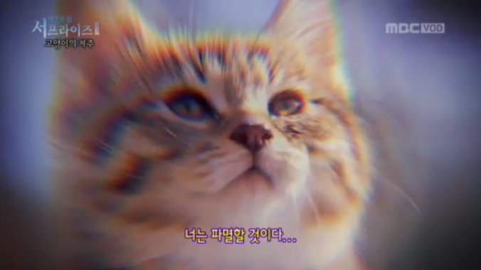 오묘한 고양이의 세계.PNG_13.jpg