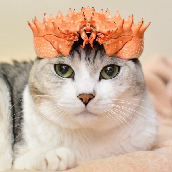 오묘한 고양이의 세계.PNG_19.jpg