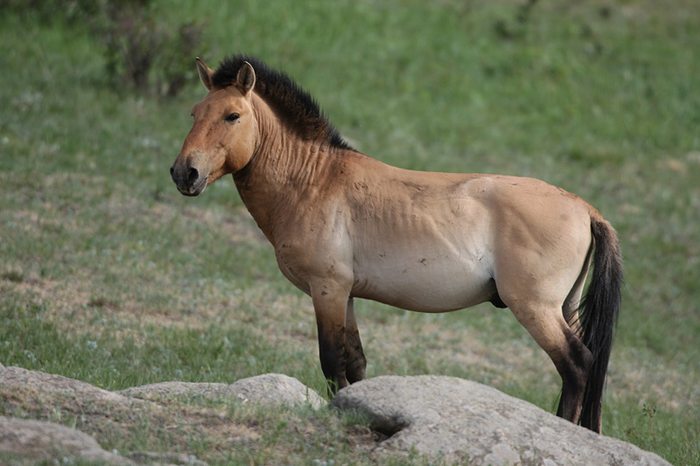 말이라는 생물이 전투병기로 진화하는 과정. (6편)_1.jpg