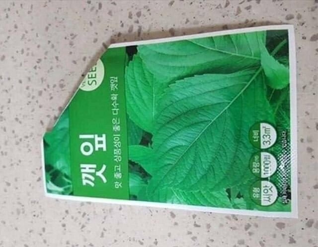 깻잎 씨앗 심은 후기.jpg_1.jpg