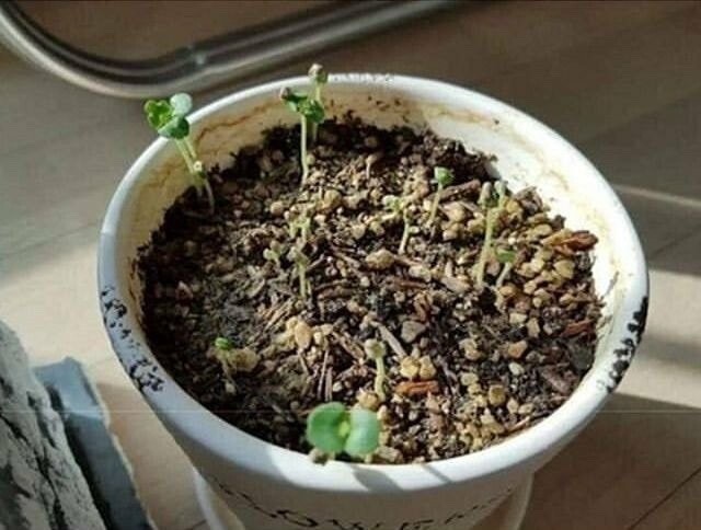 깻잎 씨앗 심은 후기.jpg_2.jpg