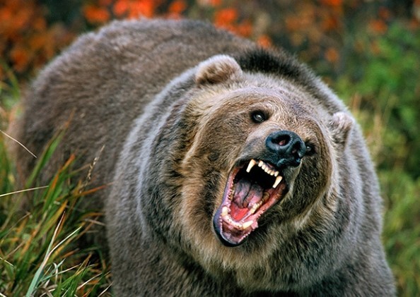 북극곰+그리즐리 베어=????.jpg_1.jpeg