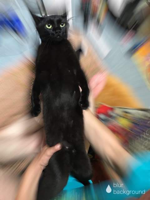 절대 굽히지 않는 고양이.jpg_5.jpg