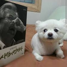 [데이터주의] 내 폰 갤러리에 짤방으로 모아둔 것들_40.jpg