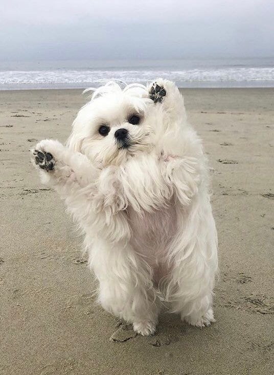 사진 찍을때마다 일어서는 댕댕이_3.jpg