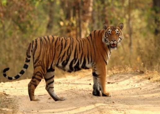 스카이림) 카짓의 진실_1.png