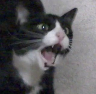 힘들게 구한 원본짤입니다(스압)_14.jpg