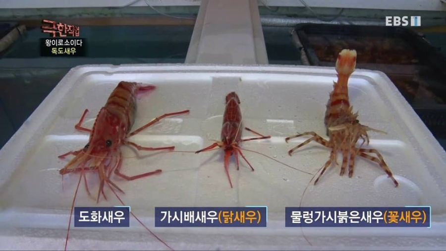 의외로 사람들이 잘모르는 독도새우