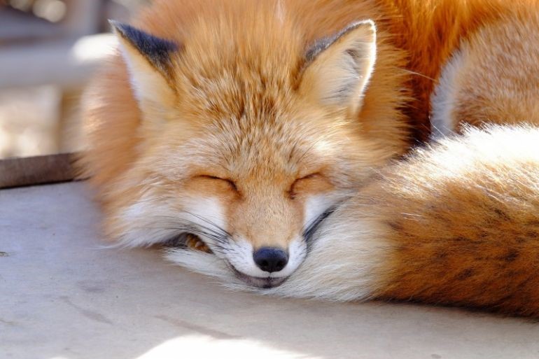 여우 보고가_7.jpg