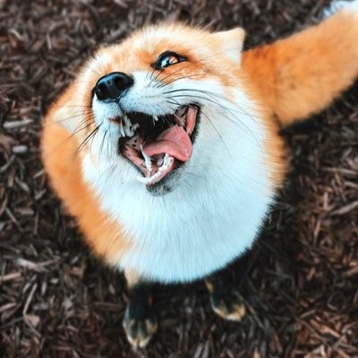 여우 보고가_21.jpg