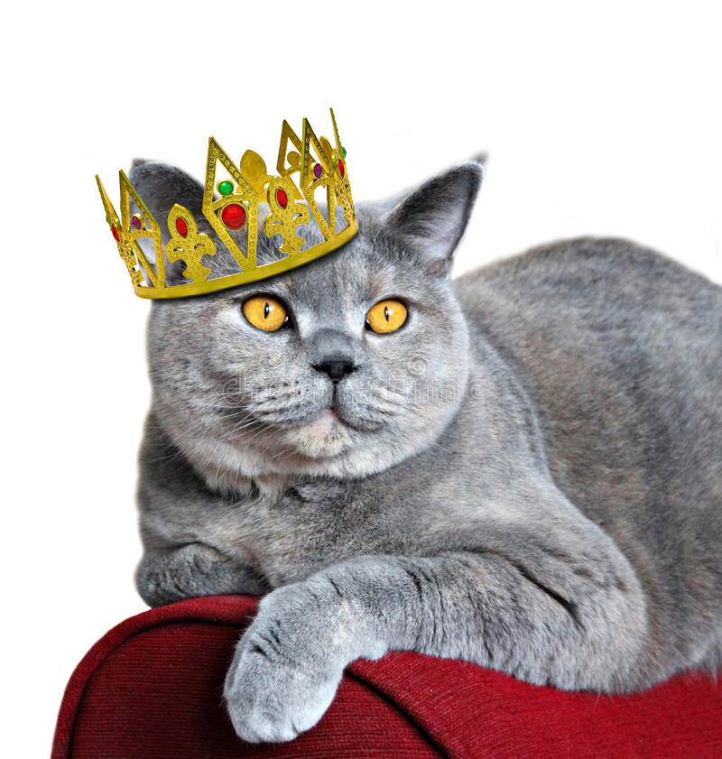 queen-cats-23210997.jpg