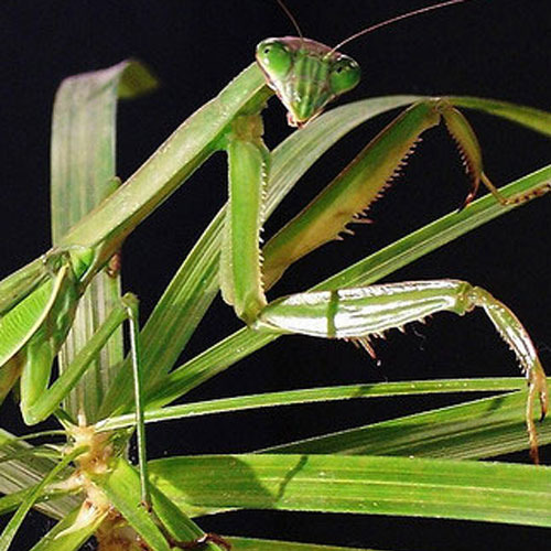 파충류 애완곤충전문농장 벌러지닷컴 실내사육으로 축양한 건강한 왕사마귀약충 대량입고_2.jpg
