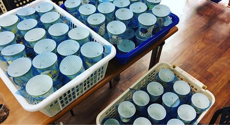 파충류 애완곤충전문농장 벌러지닷컴 실내사육으로 축양한 건강한 왕사마귀약충 대량입고_3.jpg