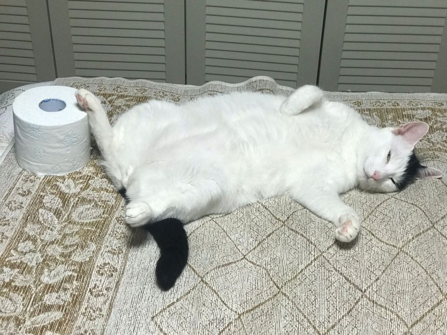 자다 깬 기념으로 유게에서 모은 고양이 짤 모음_4.jpeg