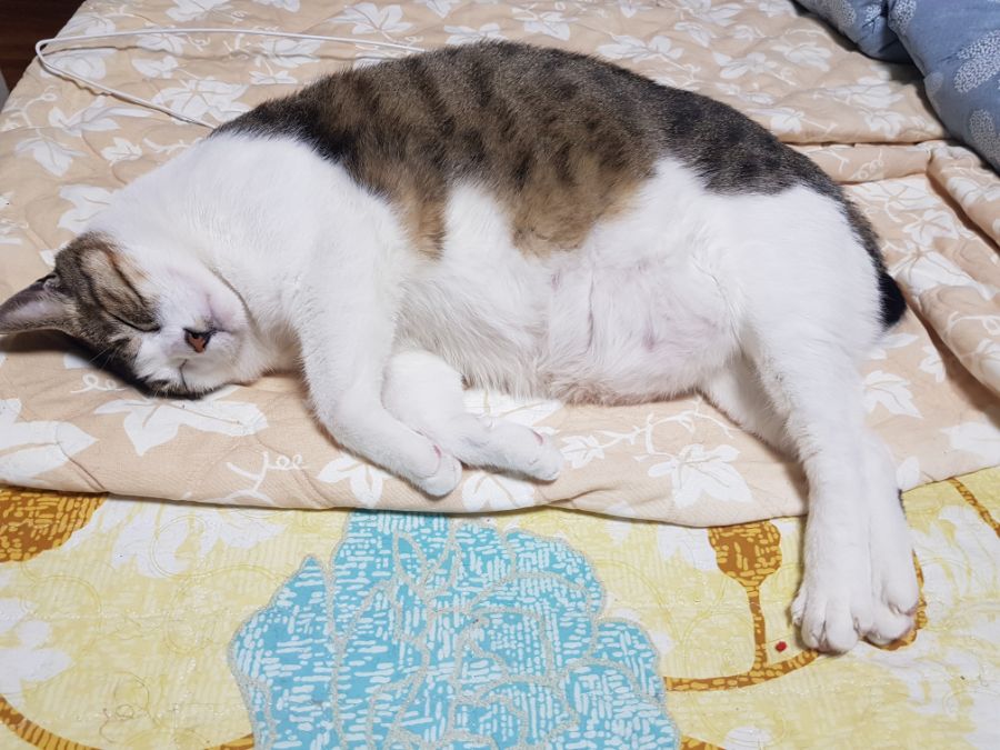자다 깬 기념으로 유게에서 모은 고양이 짤 모음_7.jpg