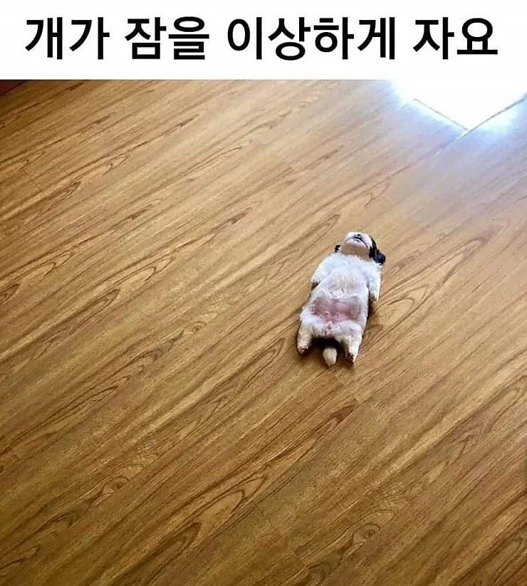 개가 잠을 이상하게 자요_1.jpeg