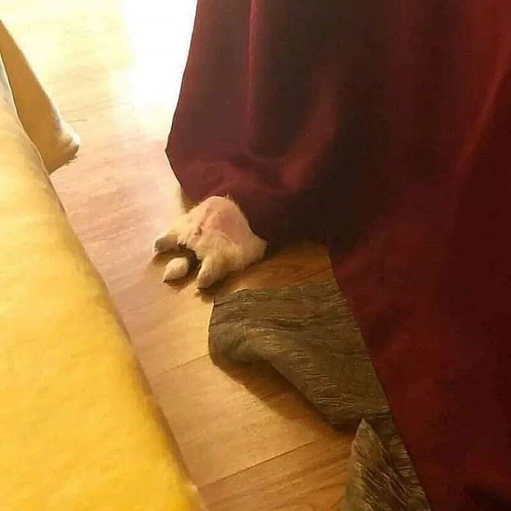 개가 잠을 이상하게 자요_6.jpeg