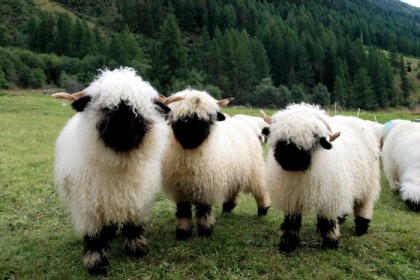 102fValais-blacknose-sheep-9-5810a858884be__700_by_ImageRaker.jpg
