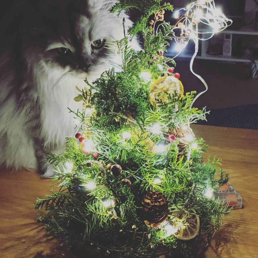 크리스마스 기념 리스, 콘트리 등(사진 많음)_2.jpg