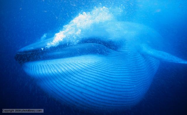 blue_whale_1.jpg