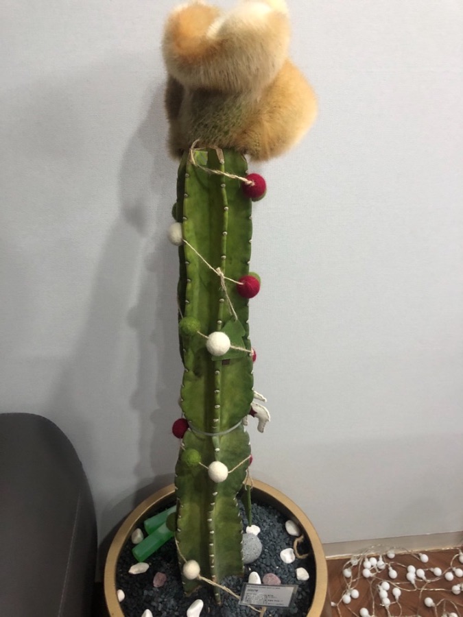 선인장 살리는 법 알려주세요.._1.jpeg