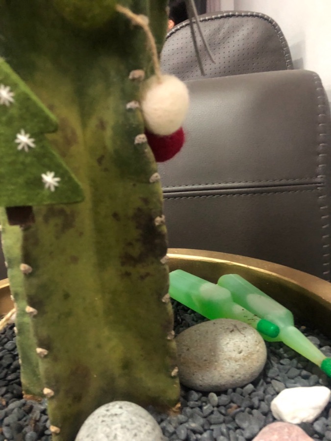 선인장 살리는 법 알려주세요.._2.jpeg