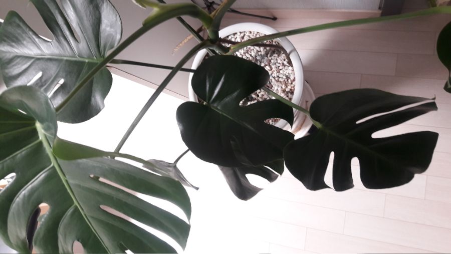 무럭무럭 잘크는 몬스테라_1.jpg